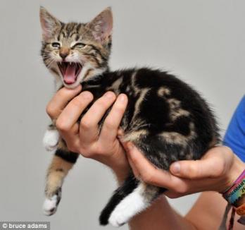 O pisică s-a născut cu cuvântul "cat" scris pe blăniţă